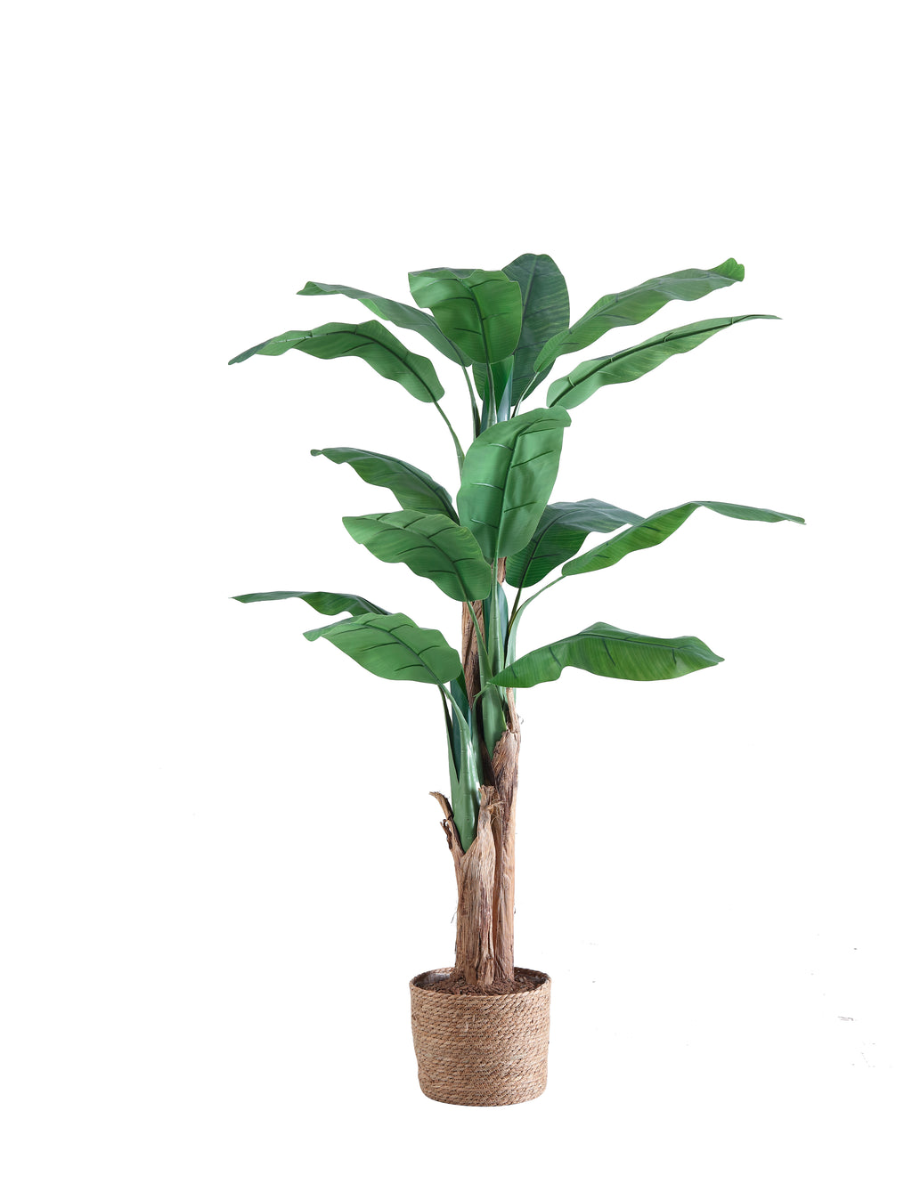 Planta Bananero